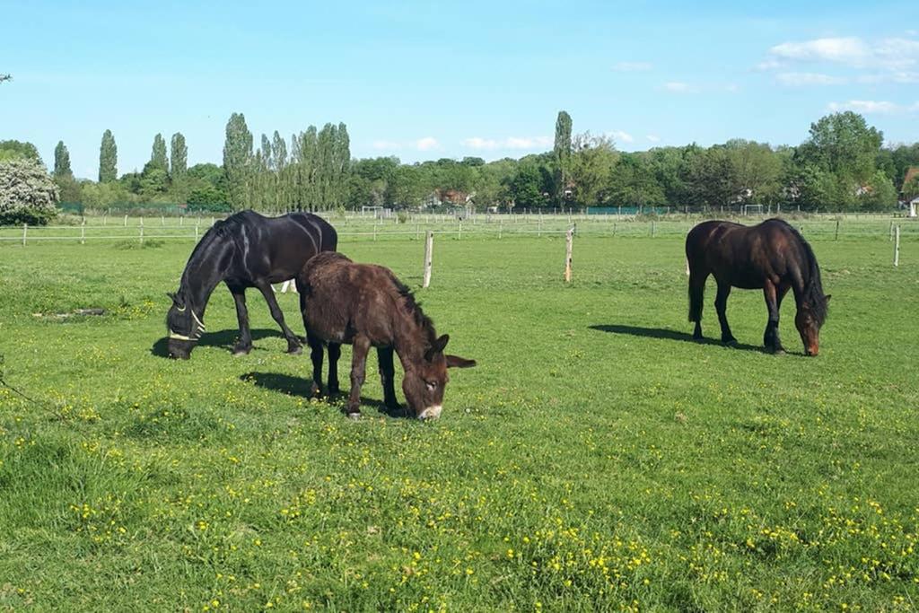 Gite Le Platane 45 m2 - climatisé Monswiller Esterno foto