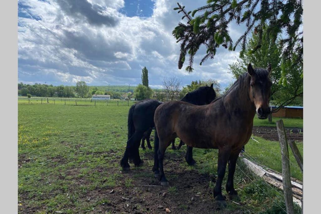 Gite Le Platane 45 m2 - climatisé Monswiller Esterno foto