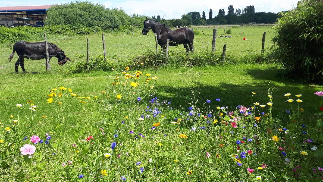 Gite Le Platane 45 m2 - climatisé Monswiller Esterno foto