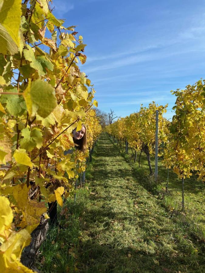 Gite Le Platane 45 m2 - climatisé Monswiller Esterno foto