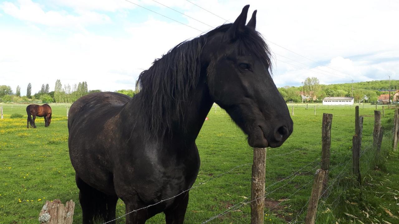 Gite Le Platane 45 m2 - climatisé Monswiller Esterno foto